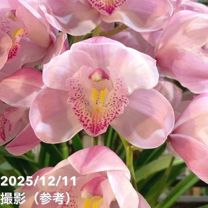 シンビジューム アーチ 7号陶器鉢 3本立 エンザンスプリング