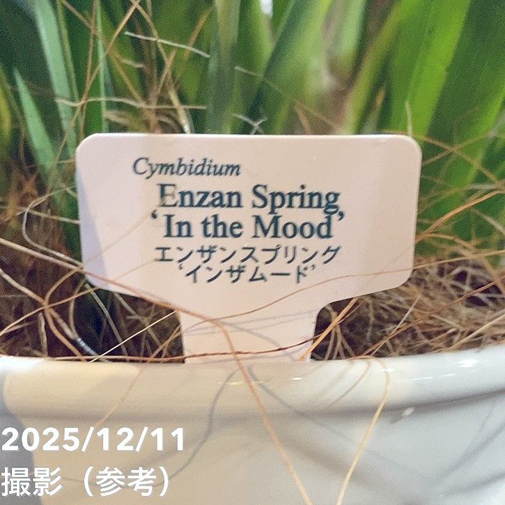 シンビジューム アーチ 7号陶器鉢 3本立 エンザンスプリング