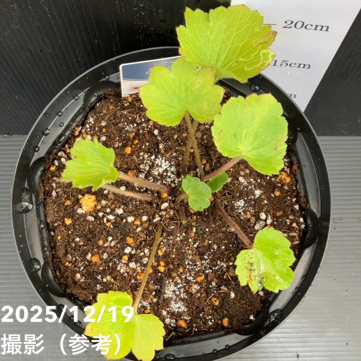 ラナンキュラス ラックス 7号 エリス｜草花10-TU | 草花