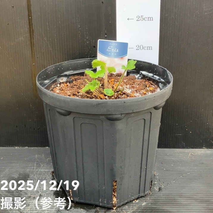 ラナンキュラス ラックス 7号 エリス｜草花10-TU | 草花