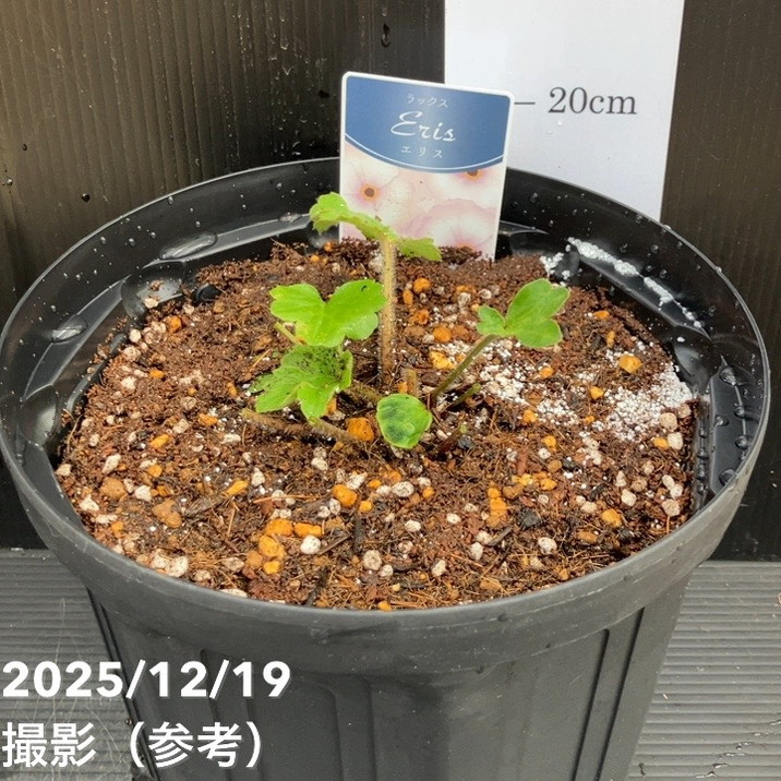 ラナンキュラス ラックス 7号 エリス｜草花10-TU | 草花