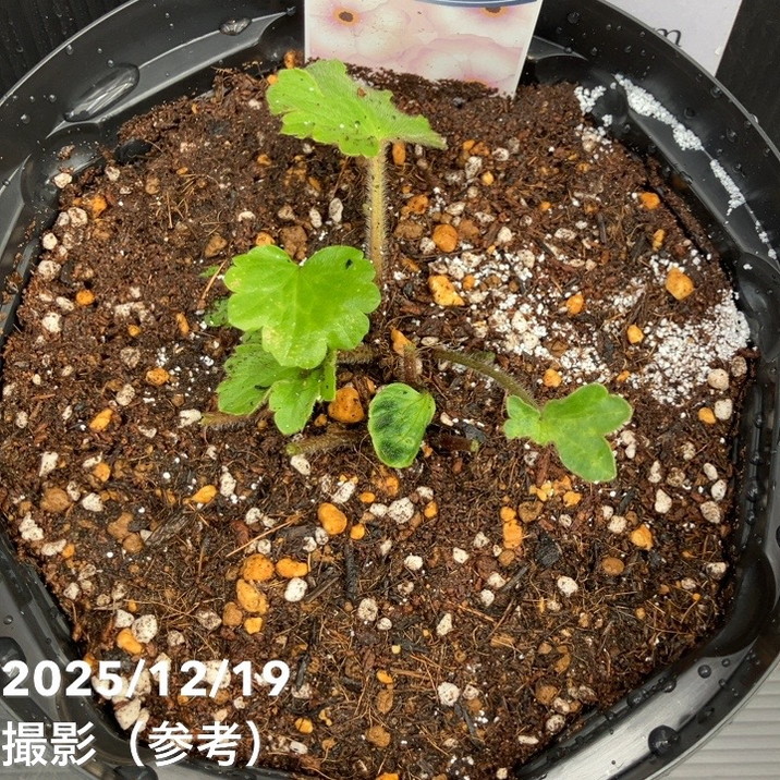 ⑦ ラナンキュラス　ラックス ラナンキュラス ラックス 7号 エリス｜草花10-TU | 草花