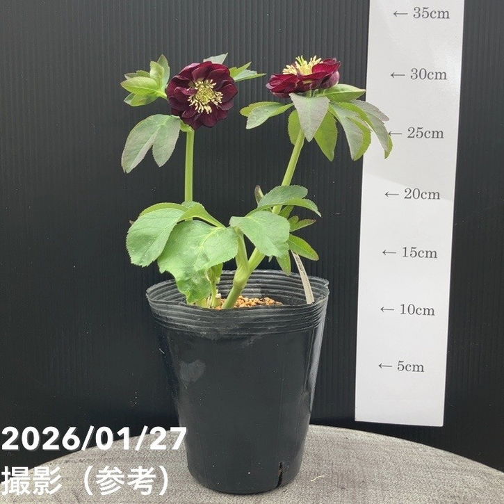 一点物】加藤農園 愛幸花丸姫 クリスマスローズ 毬姫 4.5号（KT66