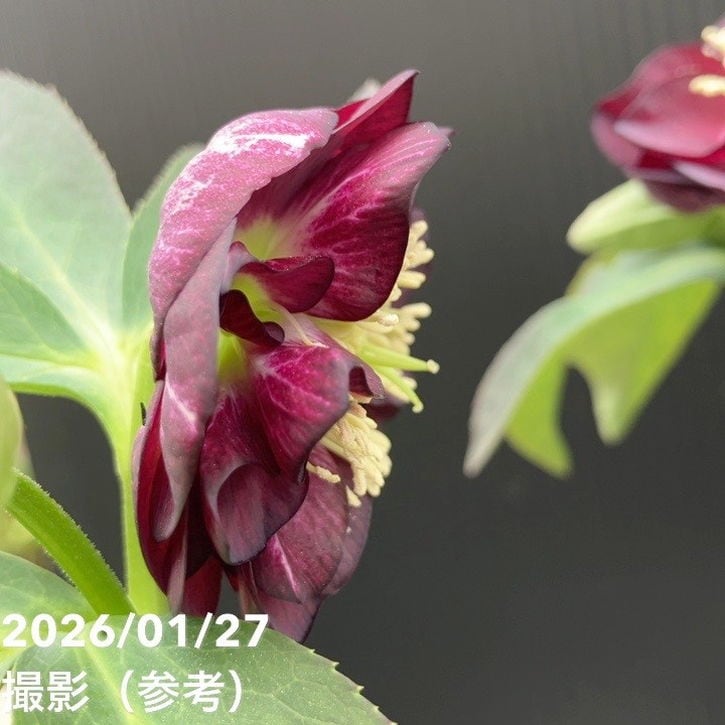 一点物】加藤農園 愛幸花丸姫 クリスマスローズ 毬姫 4.5号（KT66