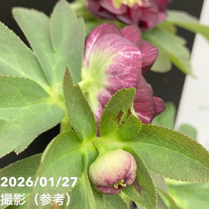 毬姫 sdレッドグリーンネクタリー シルバーバック クリスマスローズ 毬