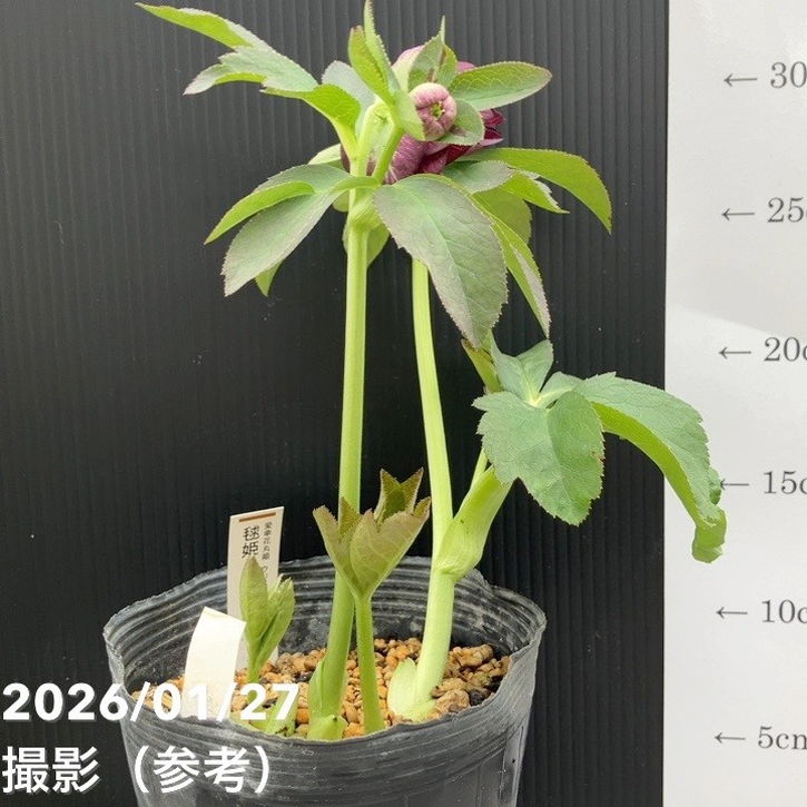 クリスマスローズ　認定毬姫　加藤農園 一点物】加藤農園 愛幸花丸姫 クリスマスローズ 毬姫 4.5号（KT66