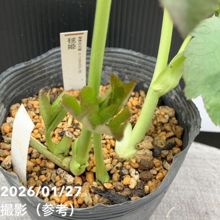 一点物】加藤農園 愛幸花丸姫 クリスマスローズ 毬姫 4.5号（KT66