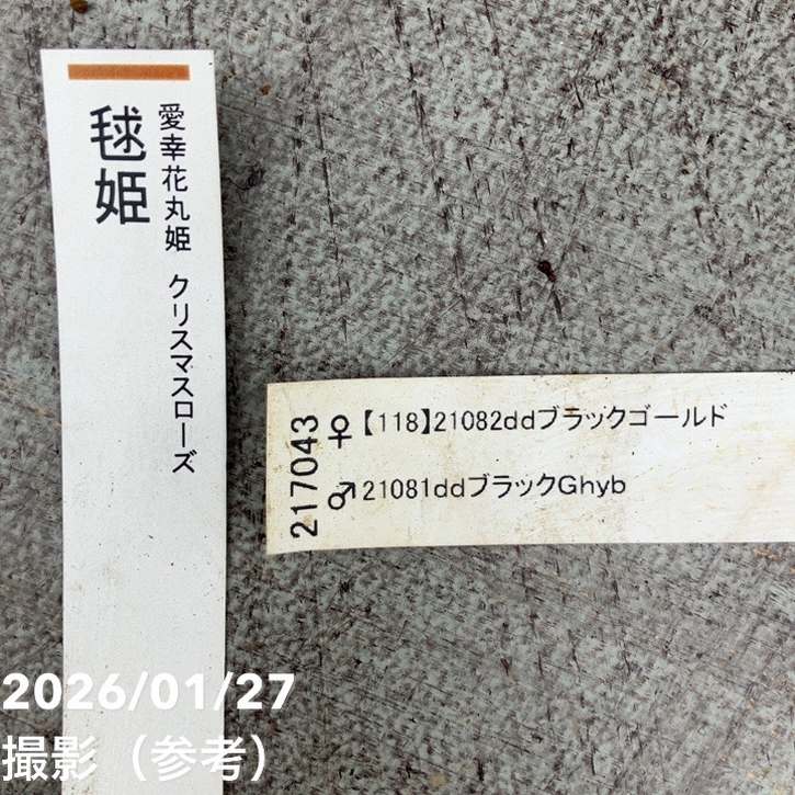 お買い得一点物咲き進み株】加藤農園 愛幸花丸姫 クリスマスローズ 毬