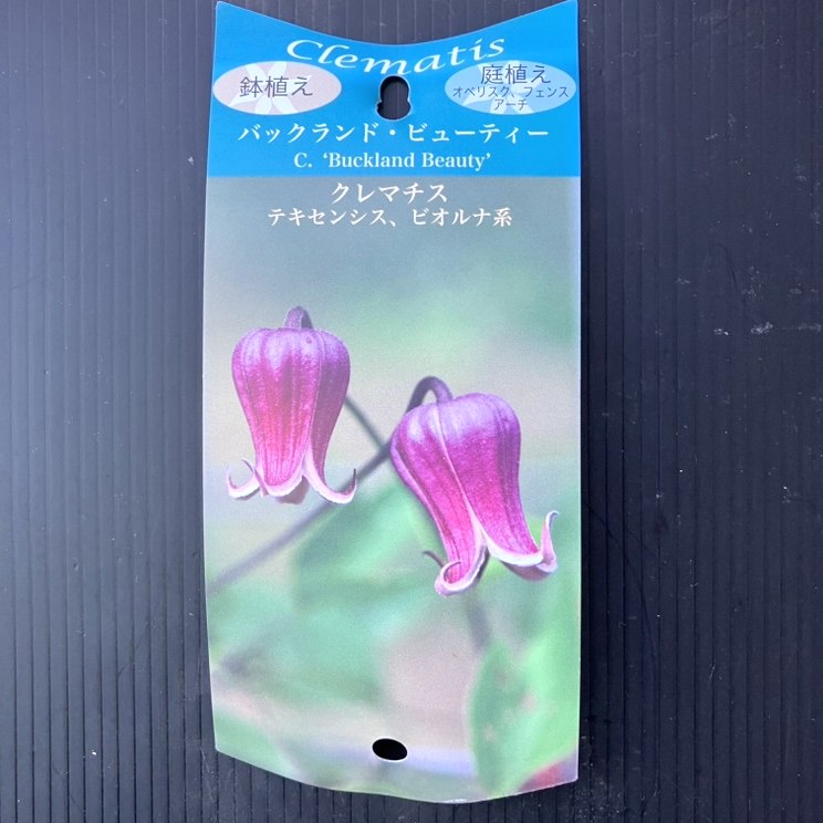 クレマチステキセンシス ビオルナ系 バックランド・ビューティー 4号