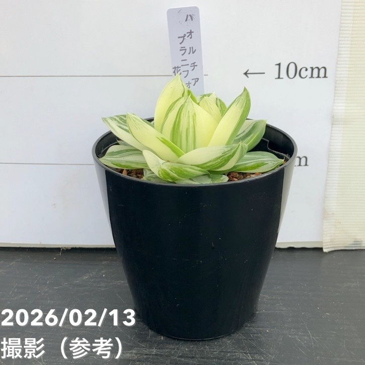 65周年記念セール】ハオルチア 花時計 3号｜観葉10-TU | 観葉・多肉