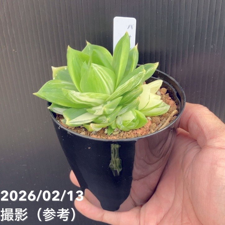 65周年記念セール】ハオルチア 花時計 3号｜観葉10-TU | 観葉・多肉