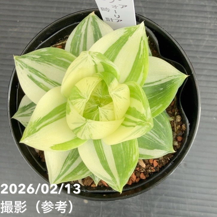 ハオルチア 花時計 3号｜観葉10-TU | 観葉・多肉,ハオルチア | 赤塚