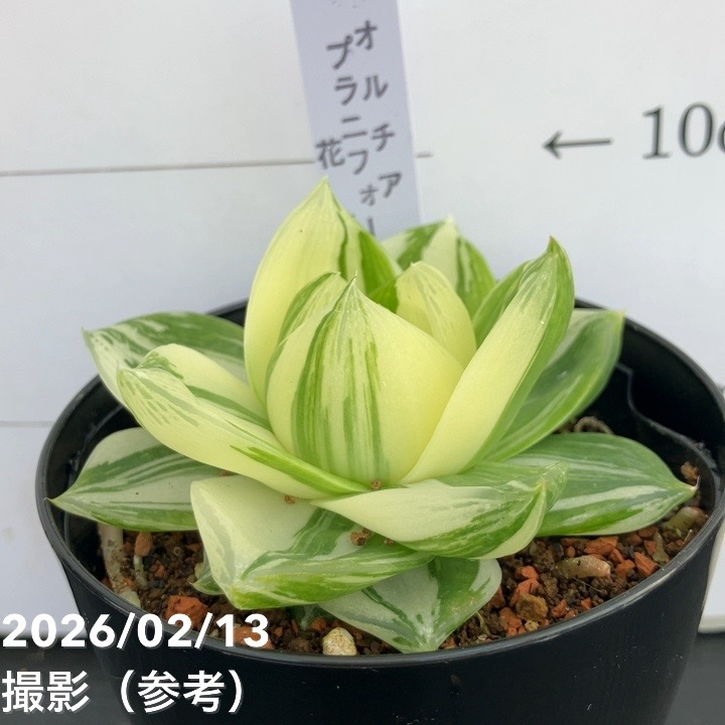 65周年記念セール】ハオルチア 花時計 3号｜観葉10-TU | 観葉・多肉