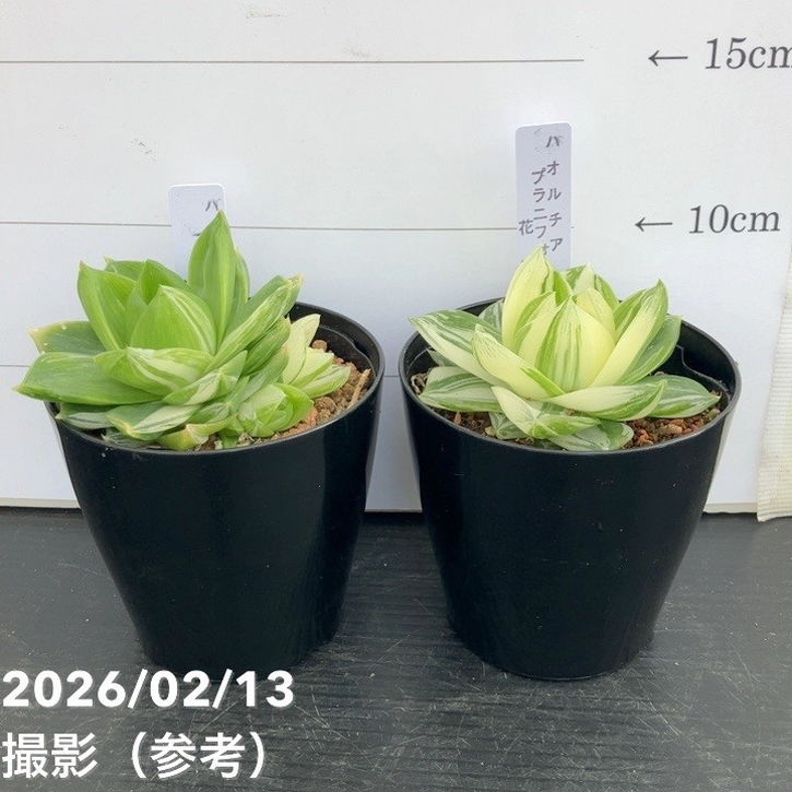 65周年記念セール】ハオルチア 花時計 3号｜観葉10-TU | 観葉・多肉