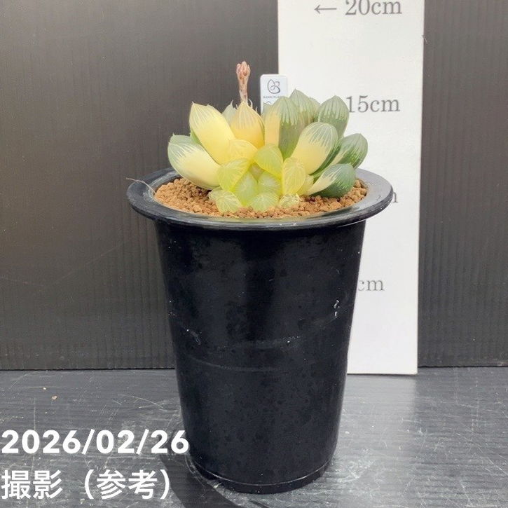 現品お届け】ハオルチア オブツーサ錦 4号（1）｜観葉10-TU | 観葉