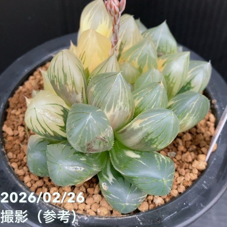 現品お届け】ハオルチア オブツーサ錦 4号（1）｜観葉10-TU | 観葉