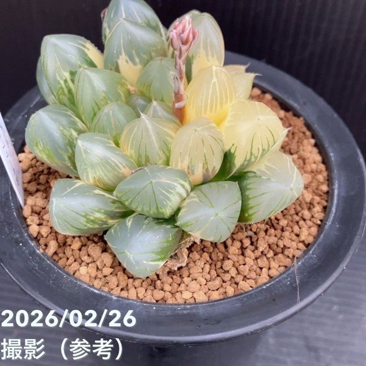 現品お届け】ハオルチア オブツーサ錦 4号（1）｜観葉10-TU | 観葉