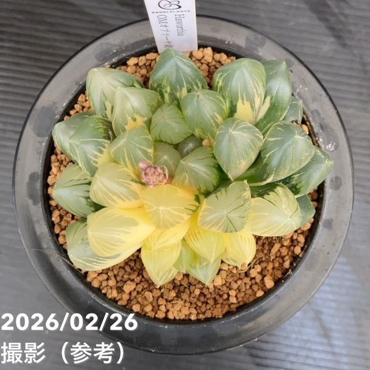 現品お届け】ハオルチア オブツーサ錦 4号（1）｜観葉10-TU | 観葉