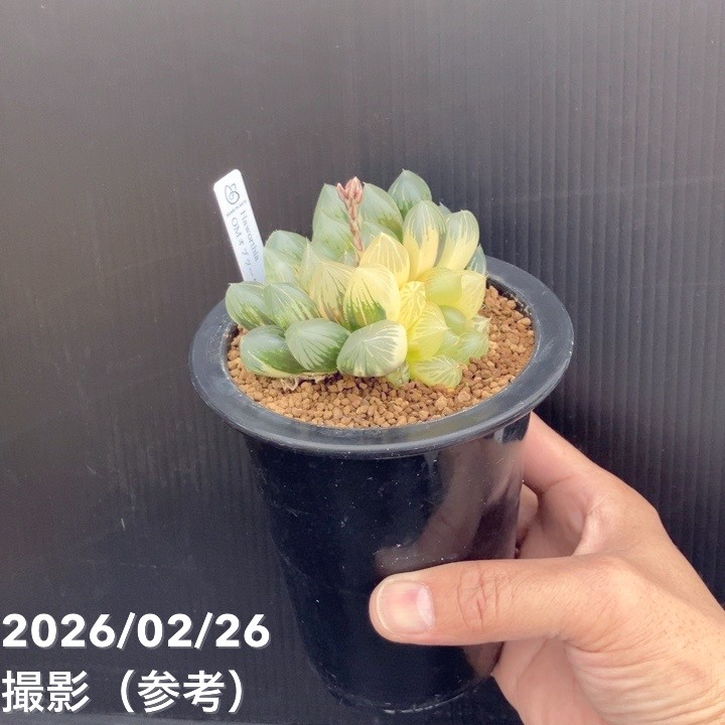 現品お届け】ハオルチア オブツーサ錦 4号（1）｜観葉10-TU | 観葉