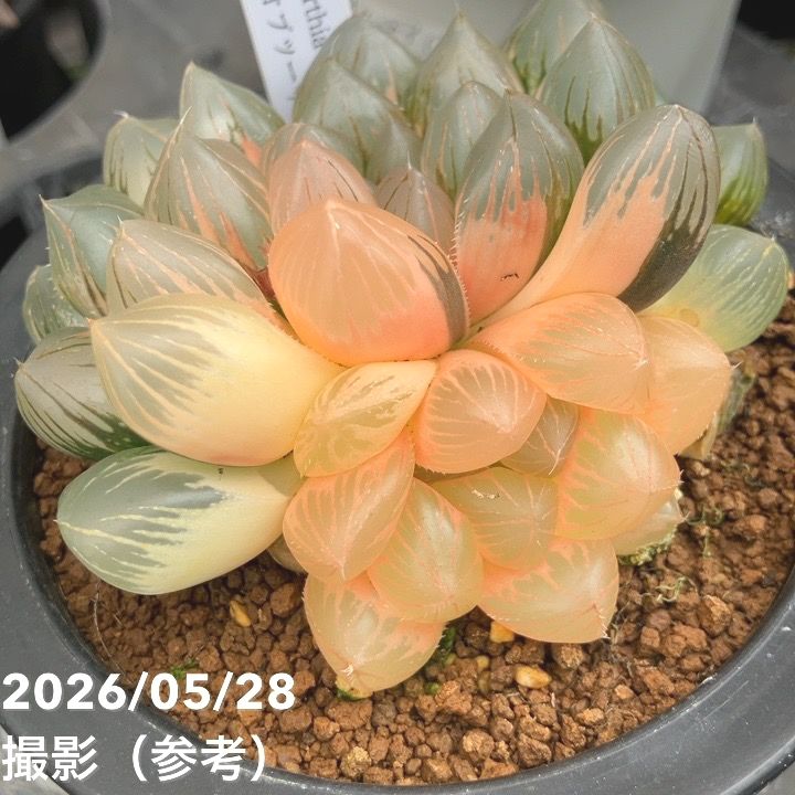 現品お届け】ハオルチア オブツーサ錦 4号（1）｜観葉10-TU | 観葉