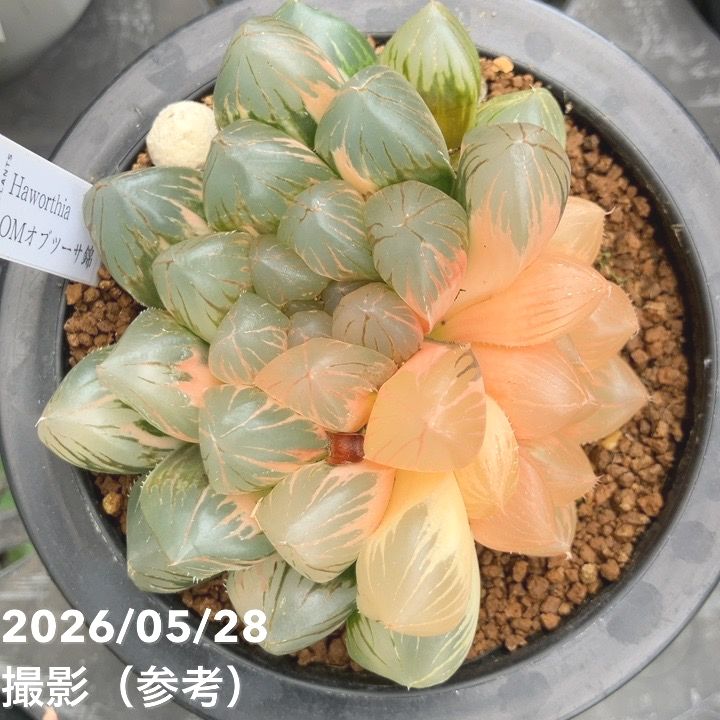 現品お届け】ハオルチア オブツーサ錦 4号（1）｜観葉10-TU | 観葉