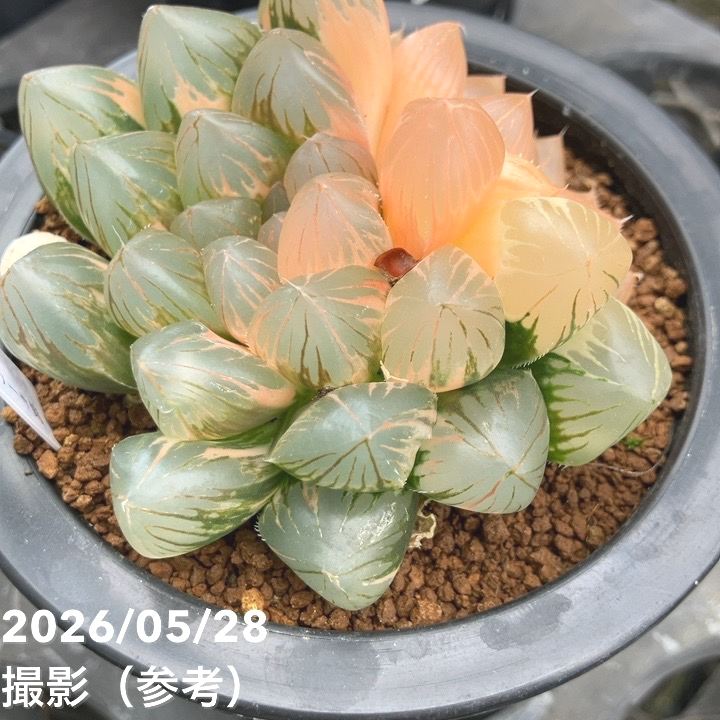 現品お届け】ハオルチア オブツーサ錦 4号（1）｜観葉10-TU | 観葉