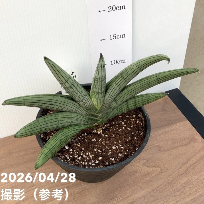 現品お届け】サンスベリア6号 ルーキー Lookieプラ鉢（S253）｜観葉02