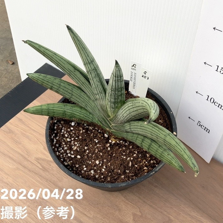 現品お届け】サンスベリア6号 ルーキー Lookieプラ鉢（S253）｜観葉02