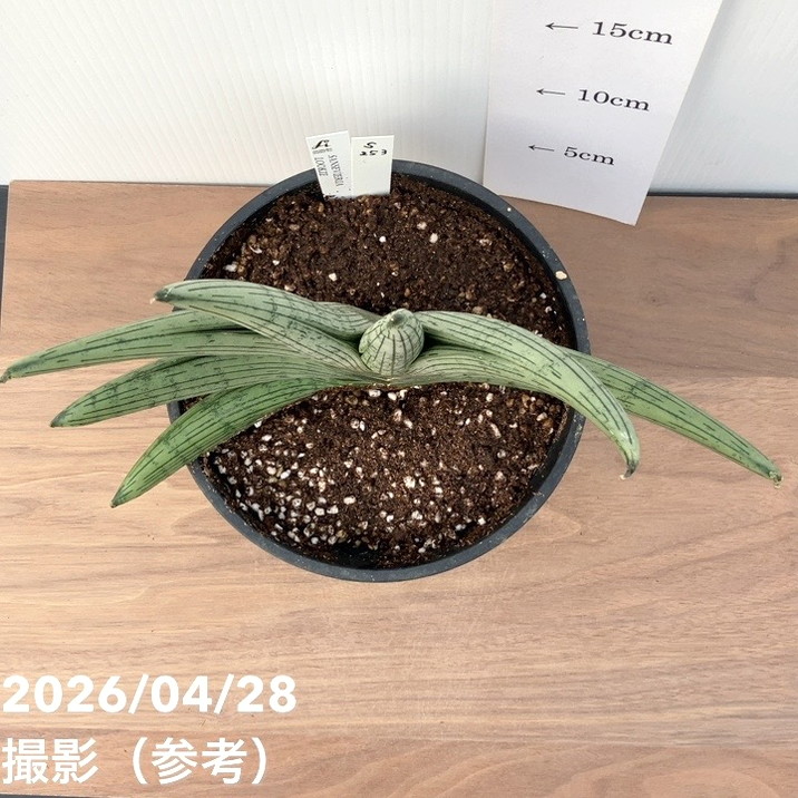 【65周年記念セール】【現品お届け】サンスベリア6号 ルーキー Lookieプラ鉢(S253)|観葉02-D2