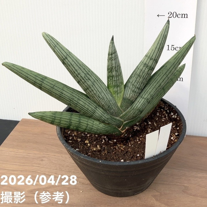 現品お届け】サンスベリア6号 ルーキー Lookieプラ鉢（S253）｜観葉02