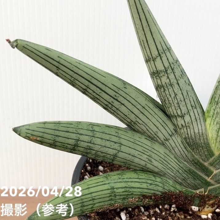 現品お届け】サンスベリア6号 ルーキー Lookieプラ鉢（S253）｜観葉02