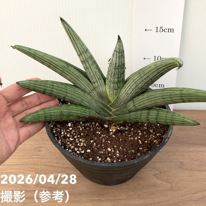 現品お届け】サンスベリア6号 ルーキー Lookieプラ鉢（S253）｜観葉02