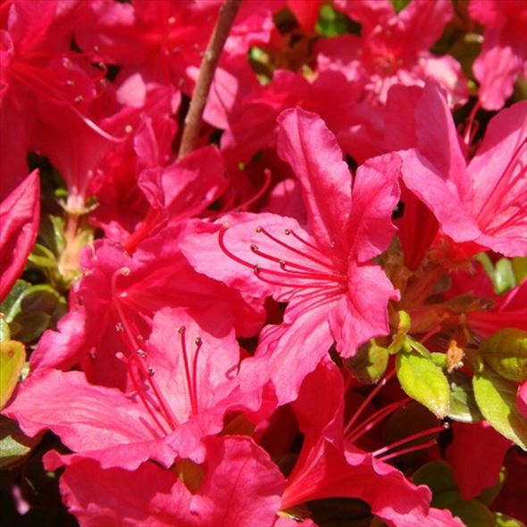 ツツジ 久留米ツツジ 日の出 4号×3株セット｜花木10-AK | 花木・庭木