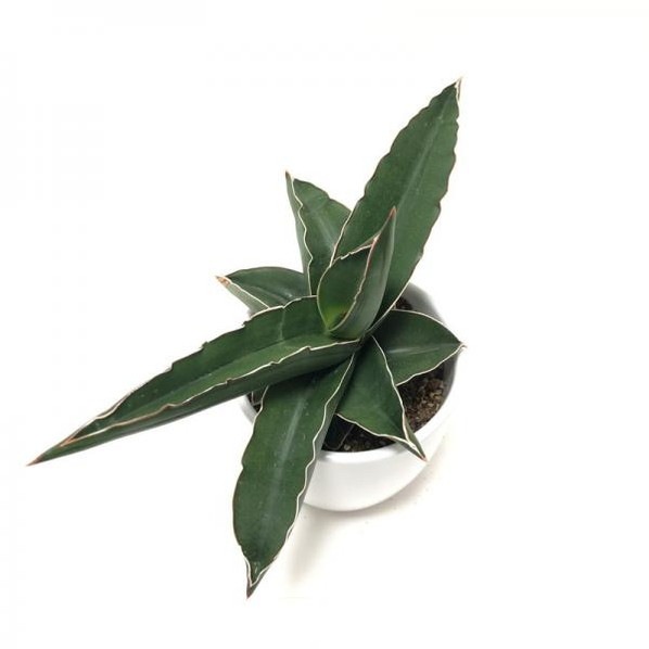 サンスベリア 4号 サムライドワーフ 白陶器鉢植え｜観葉02-D2 | 観葉