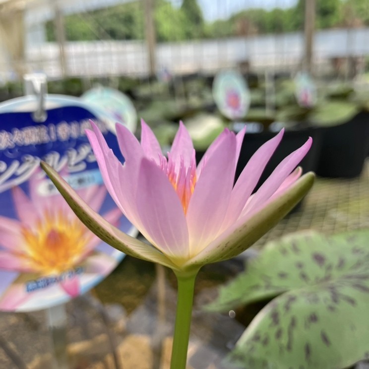 熱帯スイレン 7号 ピンクルビー｜草花01-D1 | 草花,熱帯スイレン・温帯