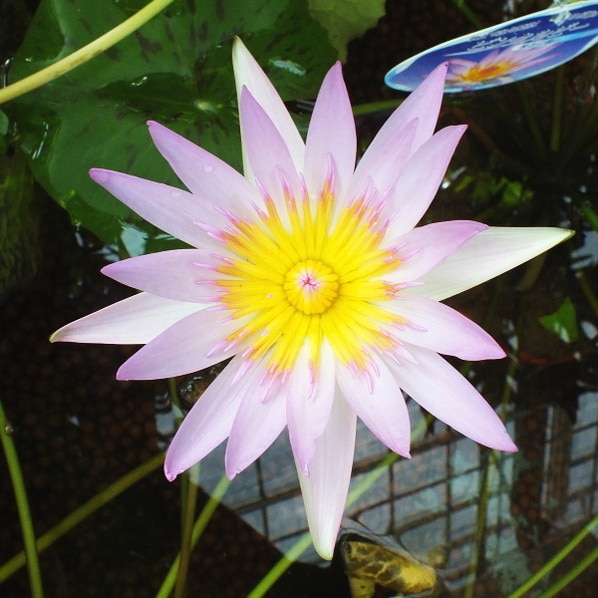 熱帯スイレン 7号 ピンクルビー｜草花01-D1 | 草花,熱帯スイレン・温帯