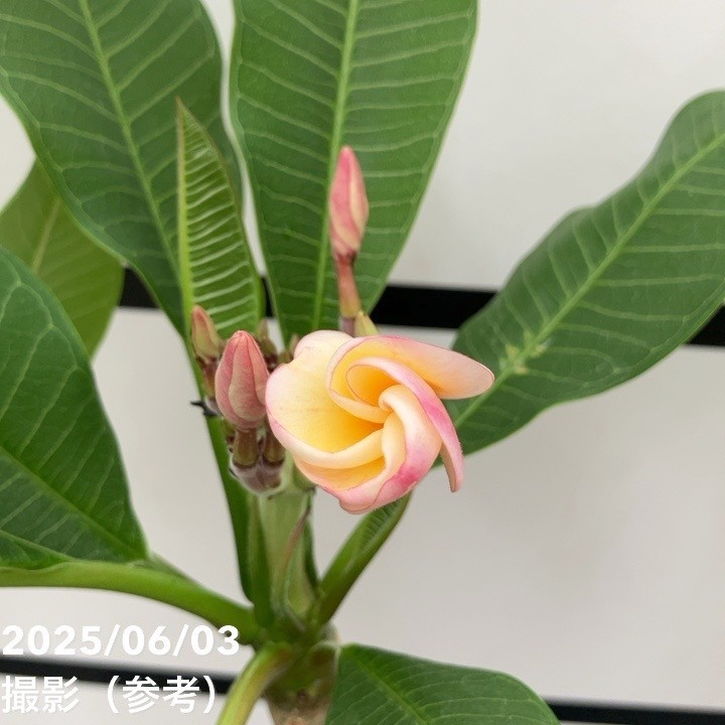 プルメリア ラプソディ（Rhapsody）5号｜花木10-TU | 花木・庭木