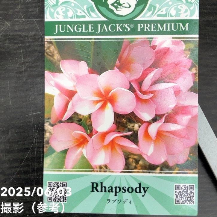 プルメリア ラプソディ（Rhapsody）5号｜花木10-TU | 花木・庭木