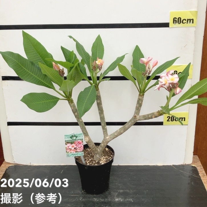 プルメリア ラプソディ（Rhapsody）5号｜花木10-TU | 花木・庭木