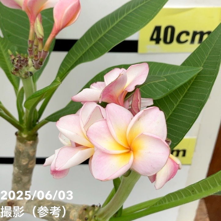 プルメリア ラプソディ（Rhapsody）5号｜花木10-TU | 花木・庭木