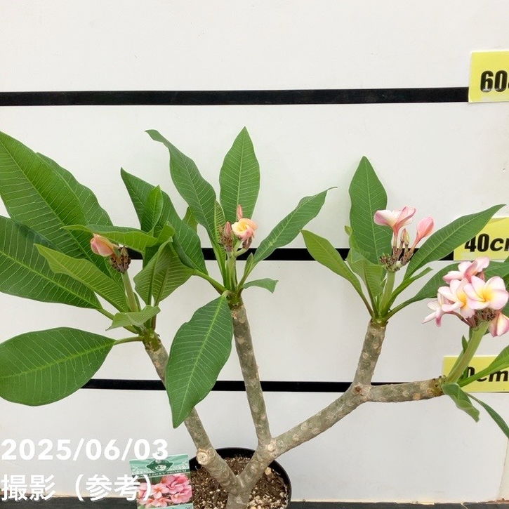 プルメリア ラプソディ（Rhapsody）5号｜花木10-TU | 花木・庭木