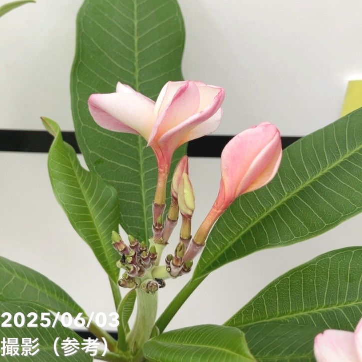 プルメリア ラプソディ（Rhapsody）5号｜花木10-TU | 花木・庭木