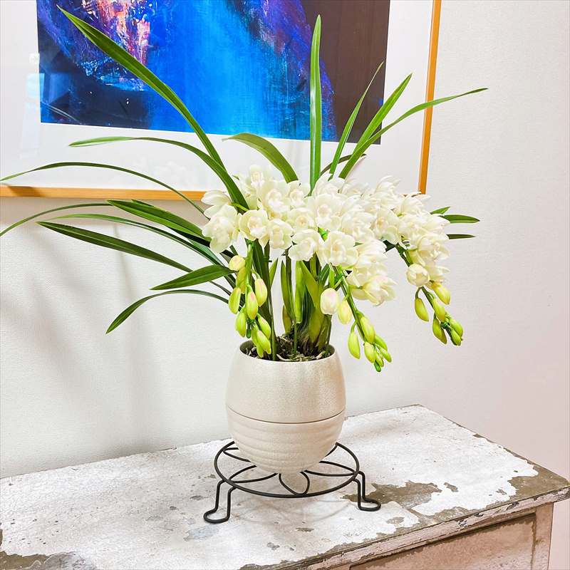 紫陽花苗5号鉢【来季用】/底面給水 紫陽花苗5号鉢【来季用】/底面給水