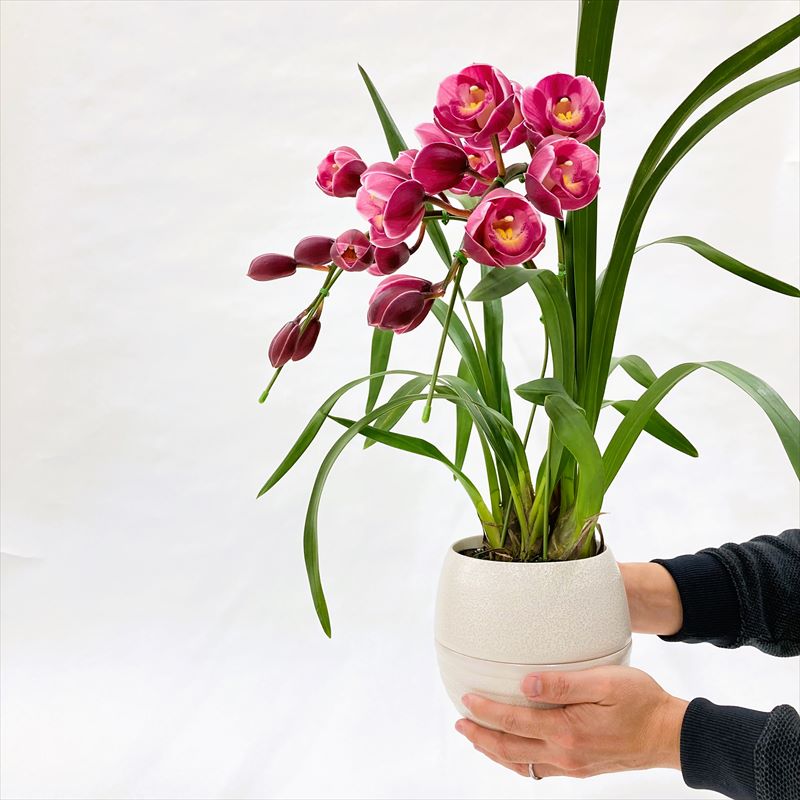 紫陽花苗5号鉢【来季用】/底面給水 紫陽花苗5号鉢【来季用】/底面給水