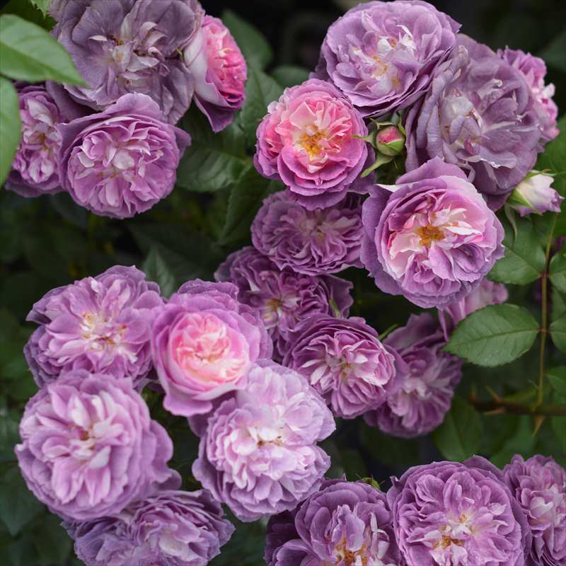 バラ大苗 リナルド 7号 河本バラ園 河本純子さん｜花木04-PA | 花木