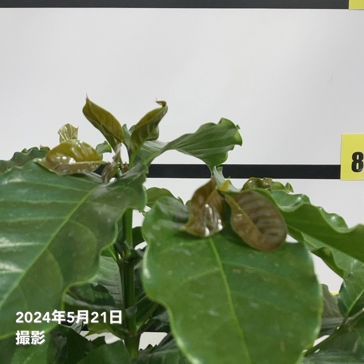 コーヒーの木 7号｜s200｜観葉02-D2 | 観葉・多肉,コーヒーの木 | 赤塚