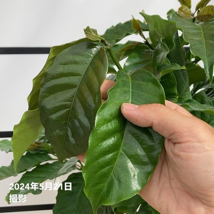 コーヒーの木 7号 陶器鉢 通販 販売｜観葉植物のブルーミング