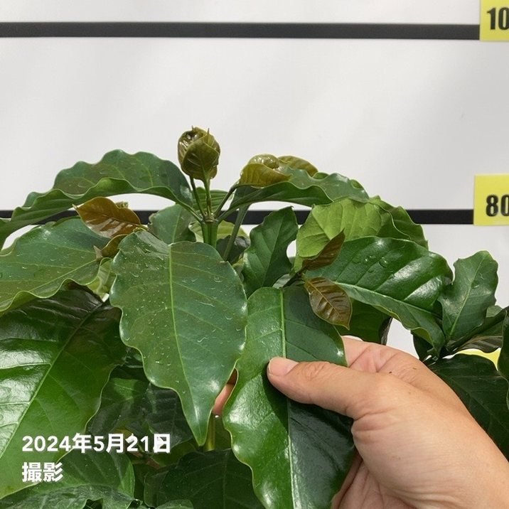 コーヒーの木 7号｜s200｜観葉02-D2 | 観葉・多肉,コーヒーの木