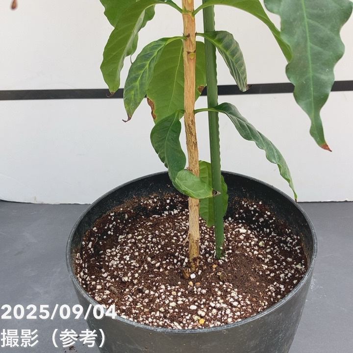 コーヒーの木 7号｜s200｜観葉02-D2 | 観葉・多肉,コーヒーの木 | 赤塚