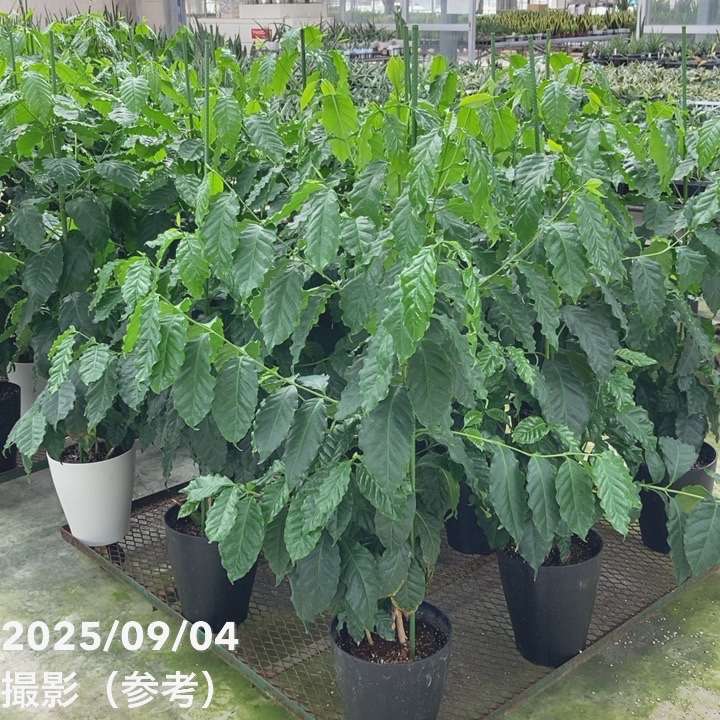 コーヒーの木 7号｜s200｜観葉02-D2 | 観葉・多肉,コーヒーの木 | 赤塚